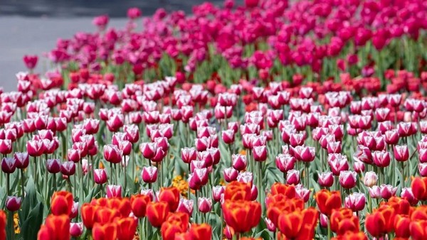 Lễ hội hoa tulip Hồ Đông Tiền quy tụ 38 giống hoa tulip với 500.000 cây