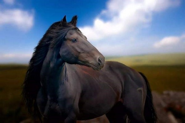 Ngựa Mông Cổ, một giống ngựa đặc trưng của vùng cao nguyên