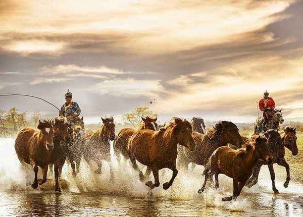 Ngựa Mông Cổ có nguồn gốc sâu xa từ cao nguyên Mông Cổ