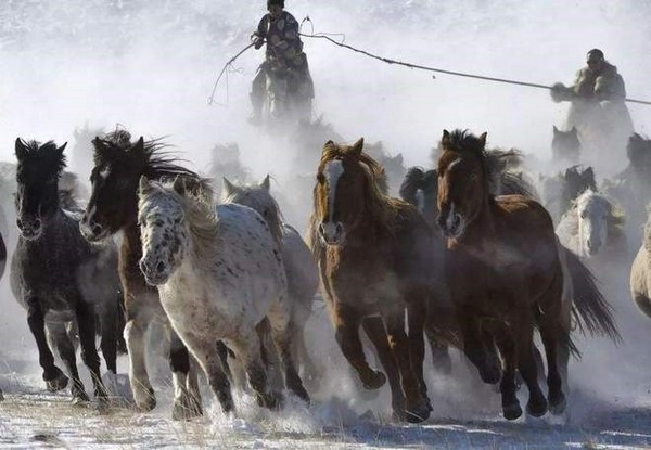 Ngựa Mông Cổ sở hữu những ưu điểm vượt trội đã giúp các đội quân du mục