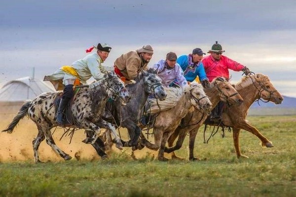 Ngựa Mông Cổ: Biểu Tượng Sức Bền Trên Thảo Nguyên Huyền Thoại