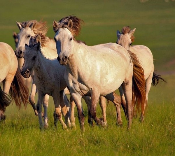 Chiêm ngưỡng và trải nghiệm trực tiếp về giống ngựa huyền thoại