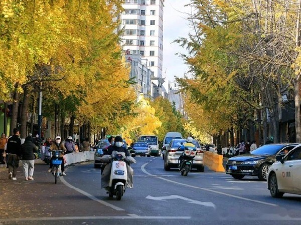 Mỗi độ đông về, phố Văn Lâm lại khoác lên mình một tấm áo vàng óng ả