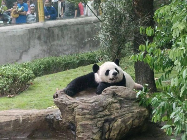 Ngôi nhà Gấu Trúc, nơi cư ngụ của những chú gấu trúc khổng lồ đáng yêu