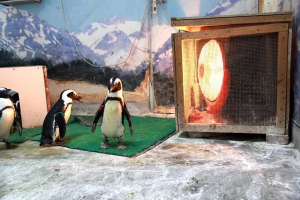 Nhà Chim Cánh Cụt là mái nhà đầu tiên cho loài chim này khu vực Tây Nam Trung Quốc