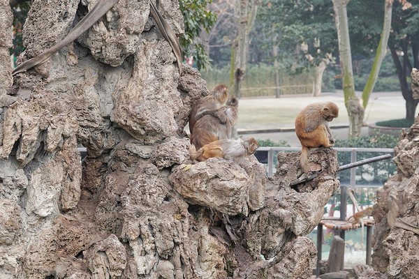 Đến với Nhà Khỉ Vàng, du khách sẽ có cơ hội chiêm ngưỡng loài khỉ vàng Tứ Xuyên