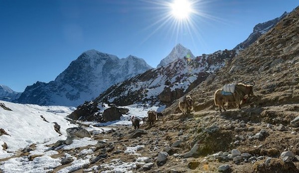 Sông băng Rongbuk còn đóng vai trò then chốt trong hệ sinh thái địa phương