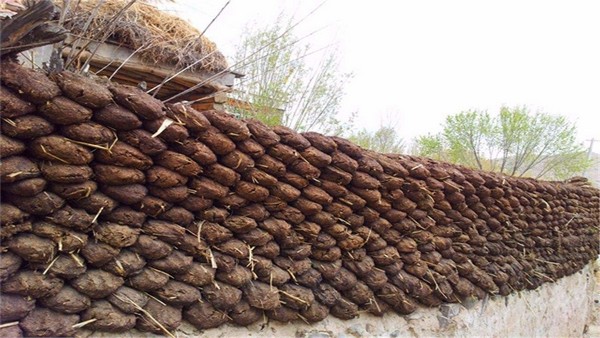 Tác Dụng Của Phân Bò Yak: Báu Vật Quý Giá Nơi Cao Nguyên Tây Tạng