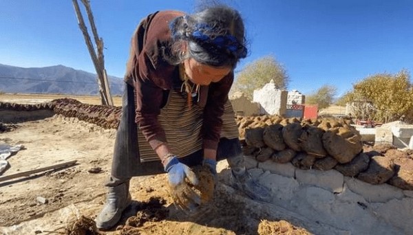 Phân bò Yak đóng vai trò là