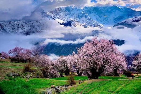 Thung lũng anh đào Bomi Tây Tạng là một trong những điểm đến tuyệt vời