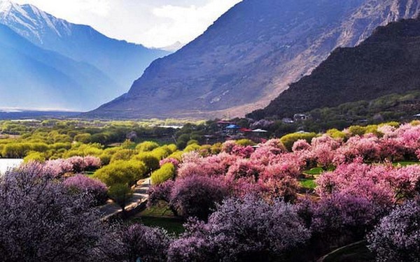 Du lịch đến Thung lũng anh đào Bomi Tây Tạng