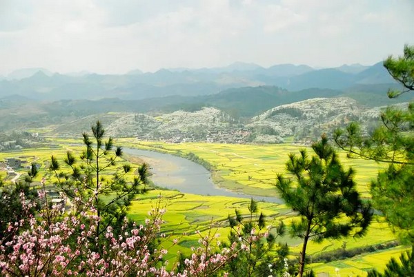 Đẹp đến nghẹt thở với cảnh sắc rừng mận rừng cải tại Kim Hải Tuyết Sơn