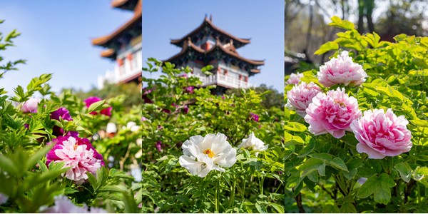 Tour Tây An - Vân Đài Sơn - Lạc Dương - Tây An 6N4Đ (Bay MU) 2