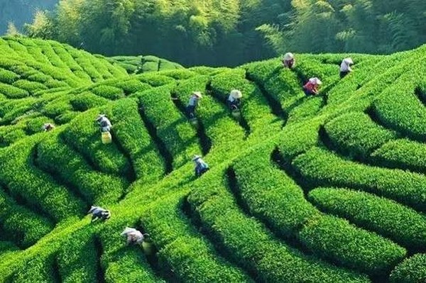 Các ngôi làng cổ như làng trà Long Tỉnh