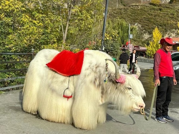 Bò lông dài trên cung đường từ Cửu Trại Câu đến Thảo Nguyên Mongolia