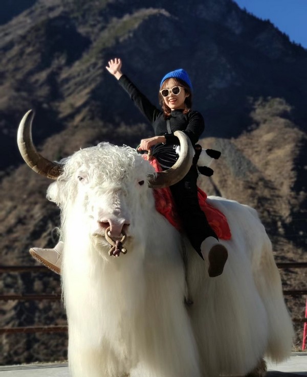 Du khách nhà Kim Liên Travel trải nghiệm chụp ảnh cùng bò lông dài