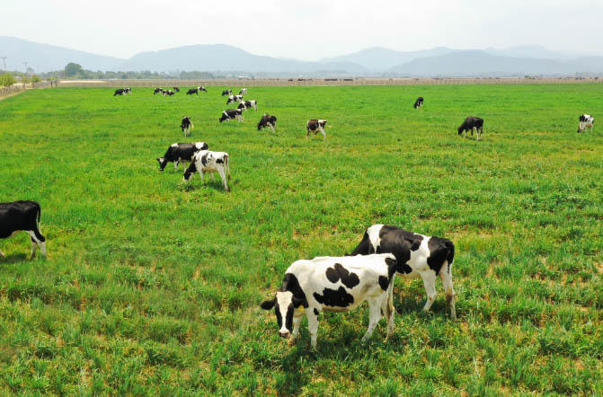 Trang trại bò sữa tại Mộc Châu, Sơn La