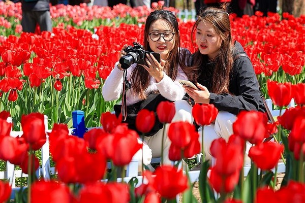 Một bức tranh đầy màu sắc với hàng trăm loài hoa củ và hoa lâu năm